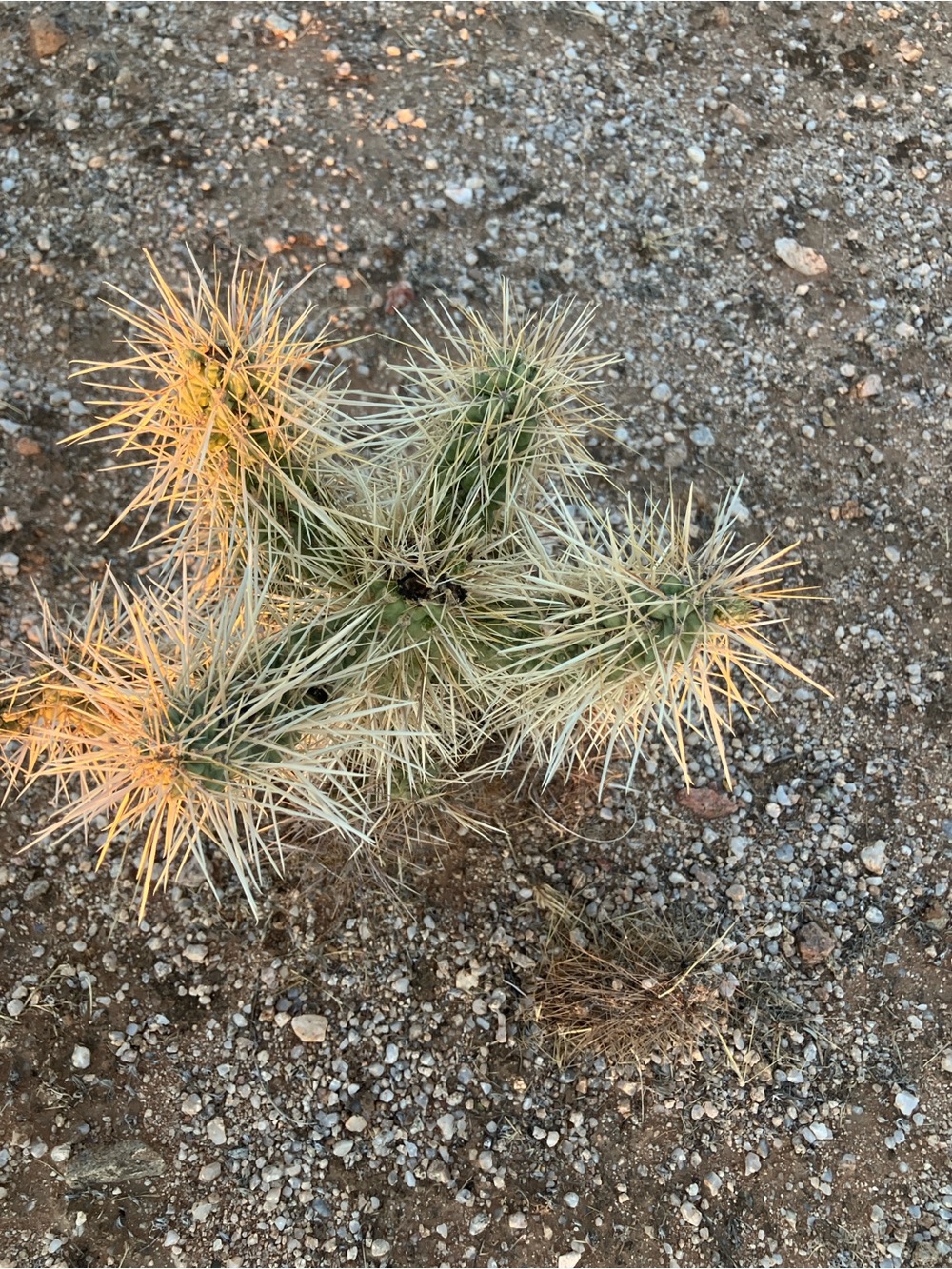 Teddy bear cholla bare root ( jumping cactus ) this is a juvenile 18” tall.